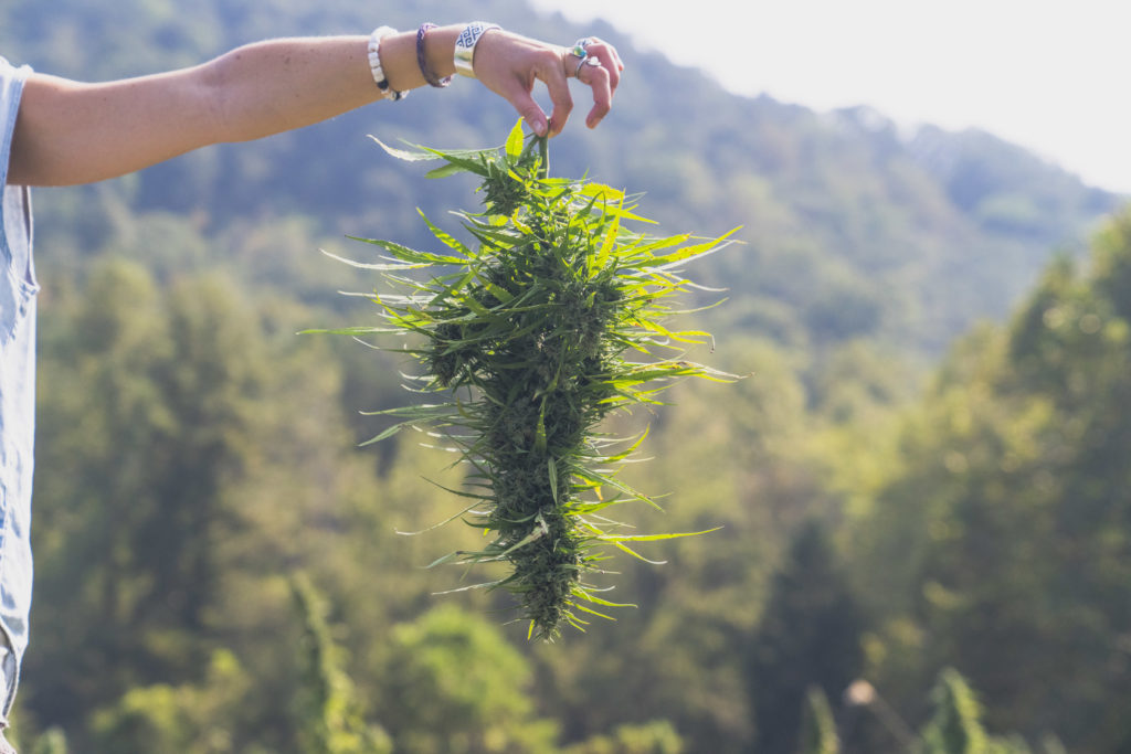 Hemp Harvest in Hand